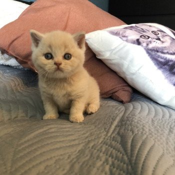 chaton British Shorthair cream ZELIG GRIM Chatterie Le Domaine de Phyr