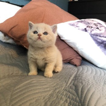 chaton British Shorthair cream ZELIG GRIM Chatterie Le Domaine de Phyr