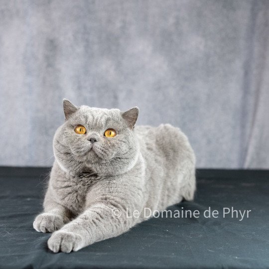 TRESOR Mâle British Shorthair