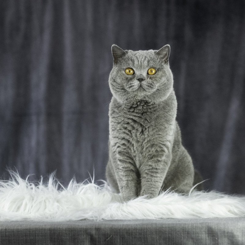 TRESOR Mâle British Shorthair