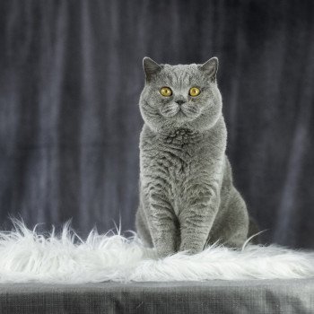 TRESOR Mâle British Shorthair