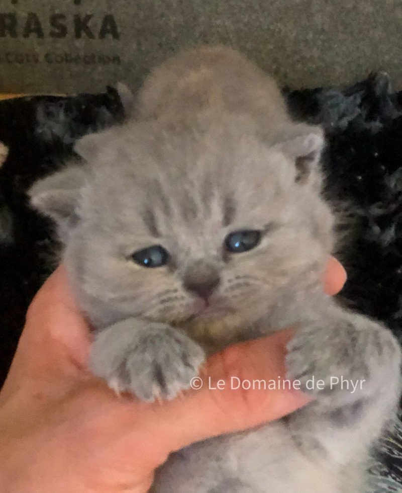 Azurite Du Domaine de Phyr Femelle British Shorthair