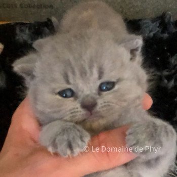 chaton British Shorthair blue Femelle bleu clair Chatterie Le Domaine de Phyr
