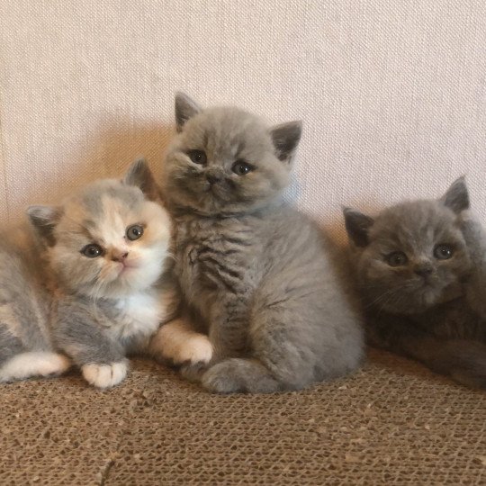 Azurite Du Domaine de Phyr Femelle British Shorthair