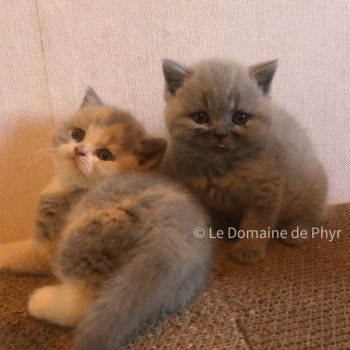 chaton British Shorthair blue Azurite Chatterie Le Domaine de Phyr