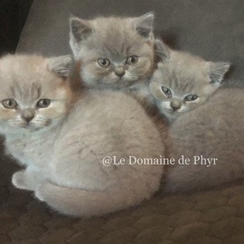 chaton British Shorthair blue Azurite Chatterie Le Domaine de Phyr