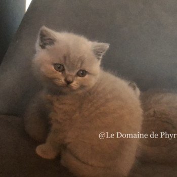 chaton British Shorthair blue Azurite Chatterie Le Domaine de Phyr
