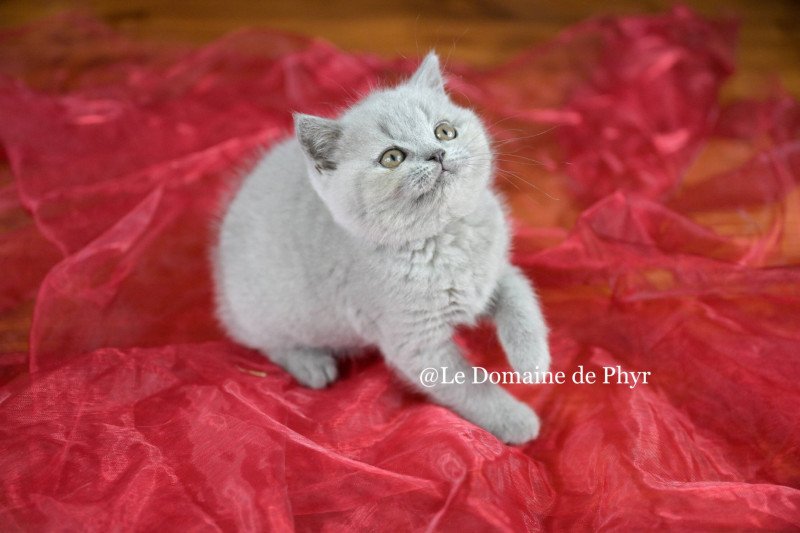 Azurite Du Domaine de Phyr Femelle British Shorthair