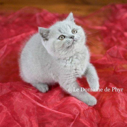 Azurite Du Domaine de Phyr Femelle British Shorthair