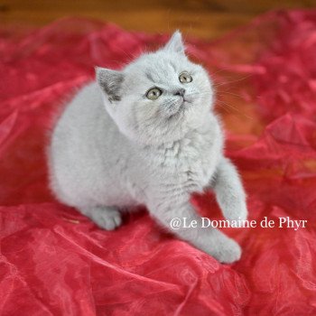 chaton British Shorthair blue Azurite Chatterie Le Domaine de Phyr