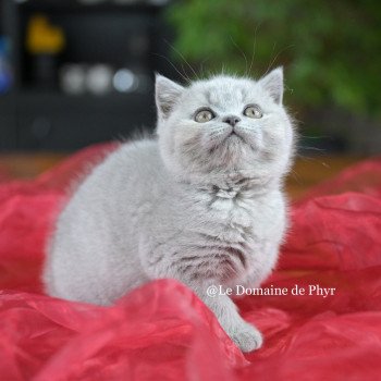 chaton British Shorthair blue Azurite Chatterie Le Domaine de Phyr