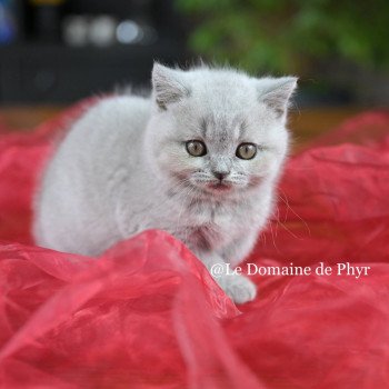 chaton British Shorthair blue Azurite Chatterie Le Domaine de Phyr