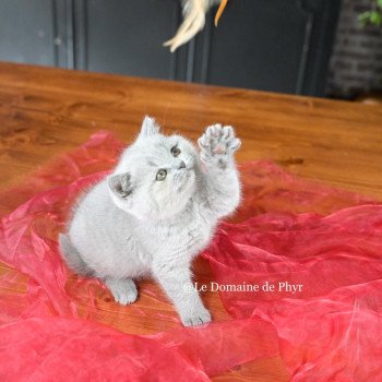 chaton British Shorthair blue Azurite Chatterie Le Domaine de Phyr