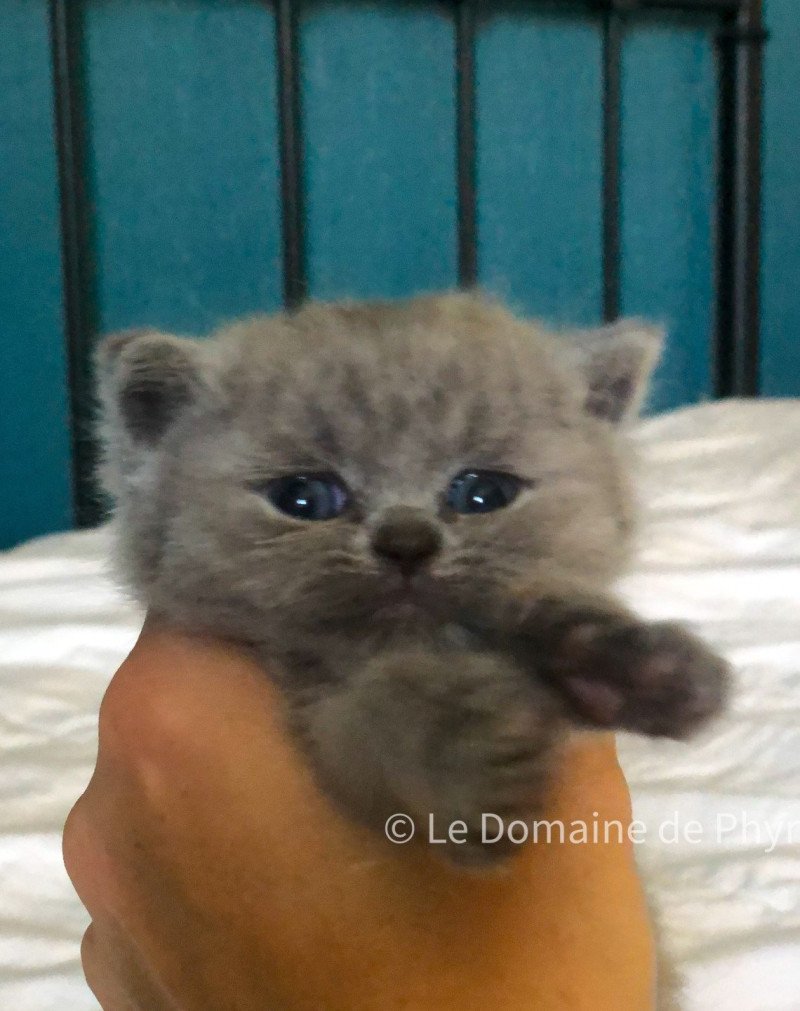 Améthyste Du Domaine de Phyr Femelle British Shorthair