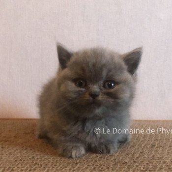 chaton British Shorthair blue Améthyste Chatterie Le Domaine de Phyr