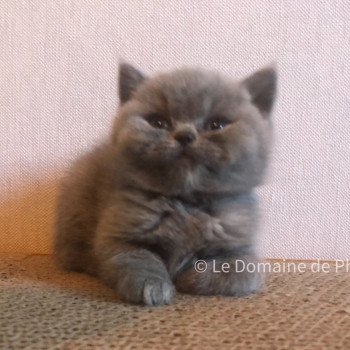 chaton British Shorthair blue Améthyste Chatterie Le Domaine de Phyr