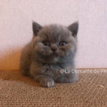 chaton British Shorthair blue Améthyste Chatterie Le Domaine de Phyr