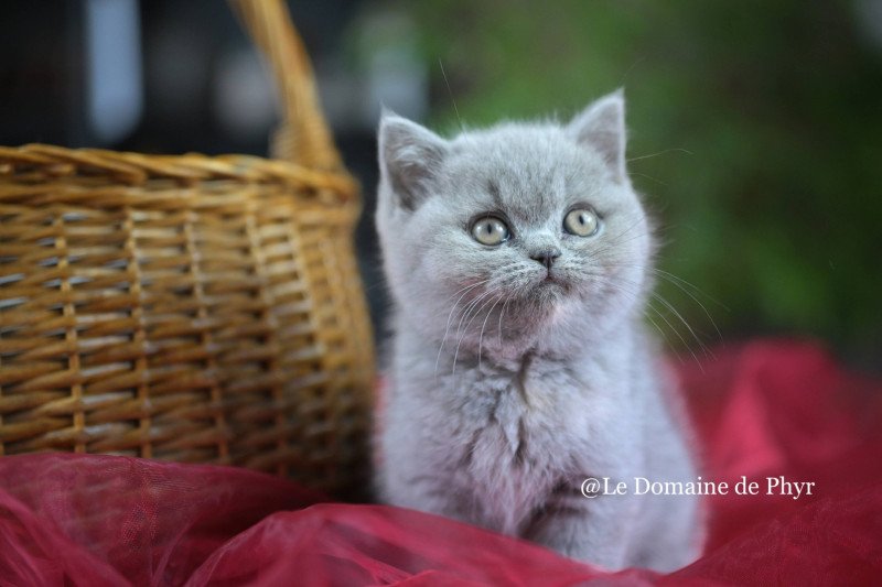Améthyste Du Domaine de Phyr Femelle British Shorthair