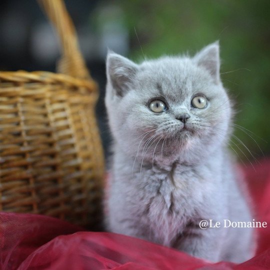 Améthyste Du Domaine de Phyr Femelle British Shorthair