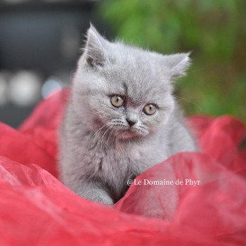 chaton British Shorthair blue tortie Améthyste Chatterie Le Domaine de Phyr