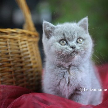 chaton British Shorthair blue tortie Améthyste Chatterie Le Domaine de Phyr