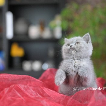 chaton British Shorthair blue tortie Améthyste Chatterie Le Domaine de Phyr