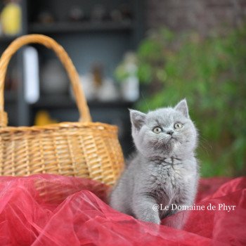 chaton British Shorthair blue tortie Améthyste Chatterie Le Domaine de Phyr