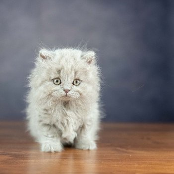 chaton British Shorthair lilac WIZARD KNOTLEY Chatterie Le Domaine de Phyr