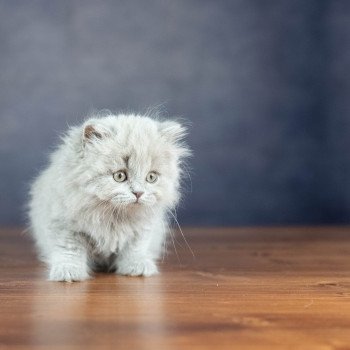 chaton British Shorthair lilac WIZARD KNOTLEY Chatterie Le Domaine de Phyr