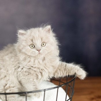chaton British Shorthair lilac WIZARD KNOTLEY Chatterie Le Domaine de Phyr