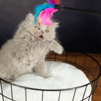 chaton British Shorthair lilac WIZARD KNOTLEY Chatterie Le Domaine de Phyr