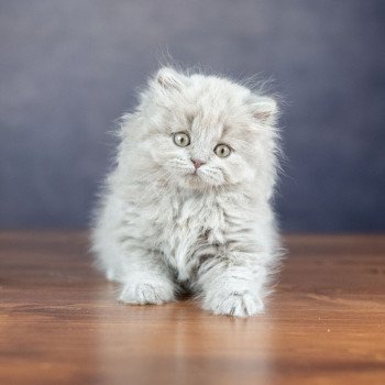 chaton British Shorthair lilac WIZARD KNOTLEY Chatterie Le Domaine de Phyr