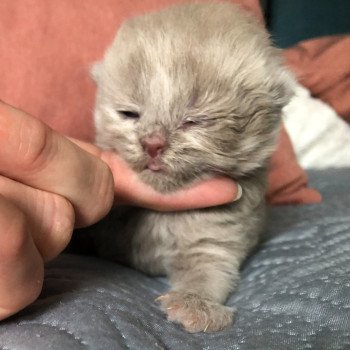 chaton British Shorthair lilac WIZARD KNOTLEY Chatterie Le Domaine de Phyr