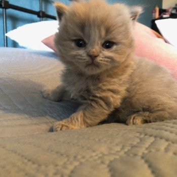 chaton British Shorthair lilac WIZARD KNOTLEY Chatterie Le Domaine de Phyr