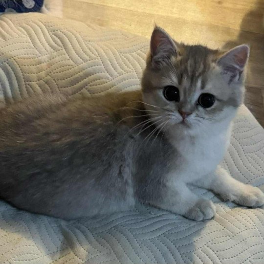 Naho Femelle British Shorthair