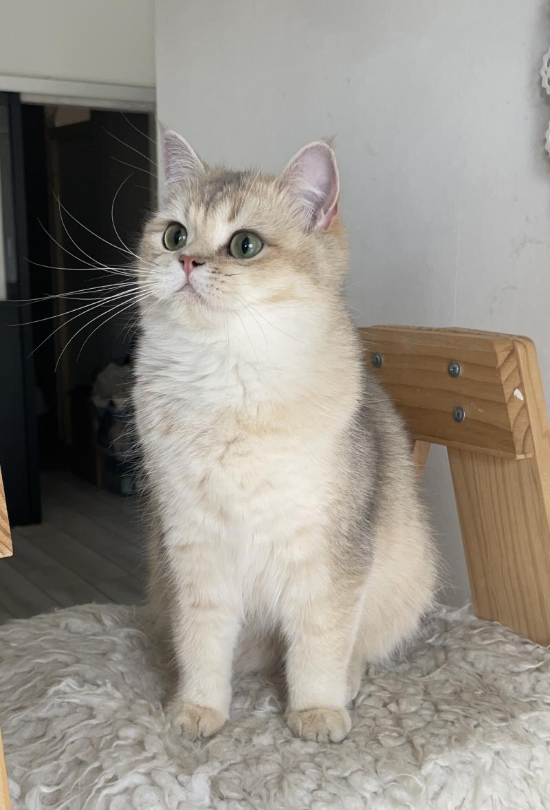 Naho Femelle British Shorthair