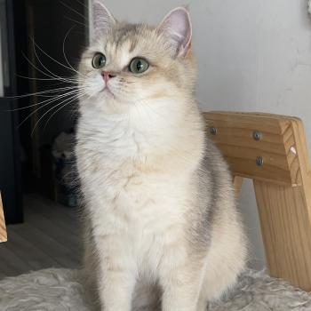 chat British Shorthair blue golden Naho Chatterie Le Domaine de Phyr