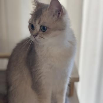 chat British Shorthair blue golden Naho Chatterie Le Domaine de Phyr
