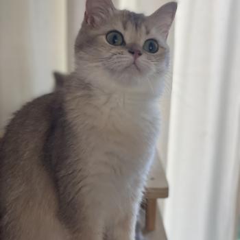 chat British Shorthair blue golden Naho Chatterie Le Domaine de Phyr