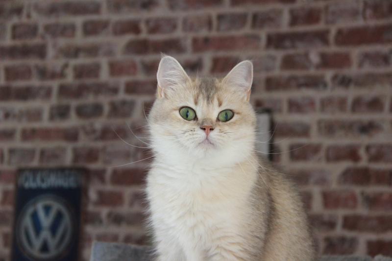 Naho Femelle British Shorthair