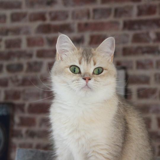 Naho Femelle British Shorthair