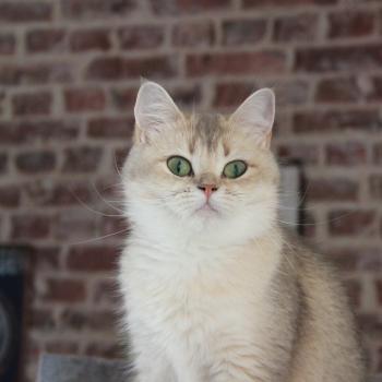 chat British Shorthair blue golden Naho Chatterie Le Domaine de Phyr