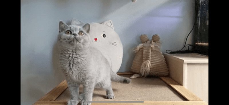 ROSALIE Femelle British Shorthair