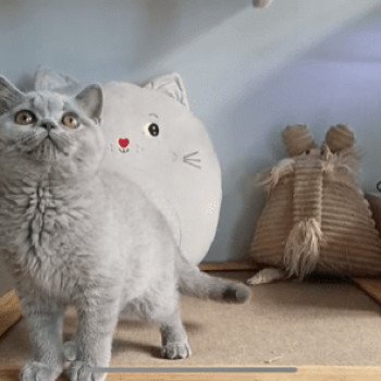 chat British Shorthair blue ROSALIE Chatterie Le Domaine de Phyr