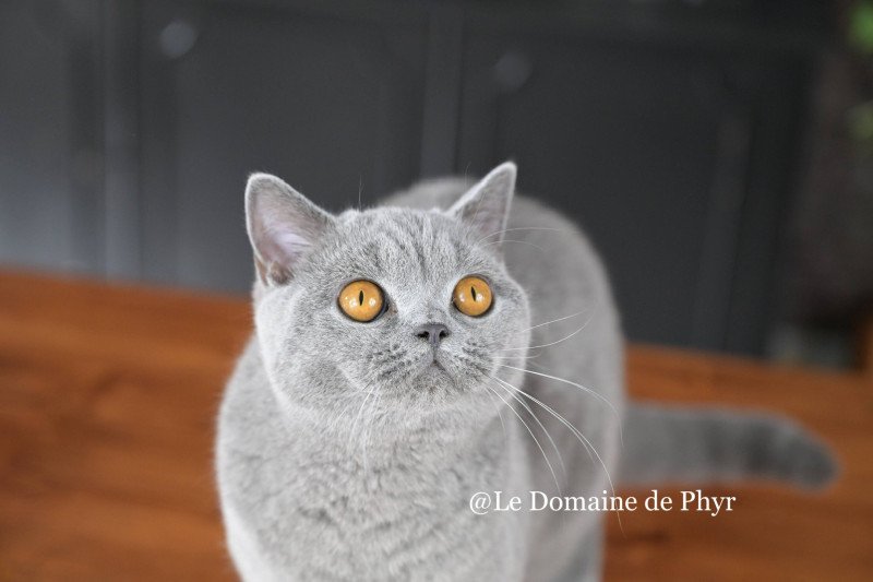 Rosalie Femelle British Shorthair