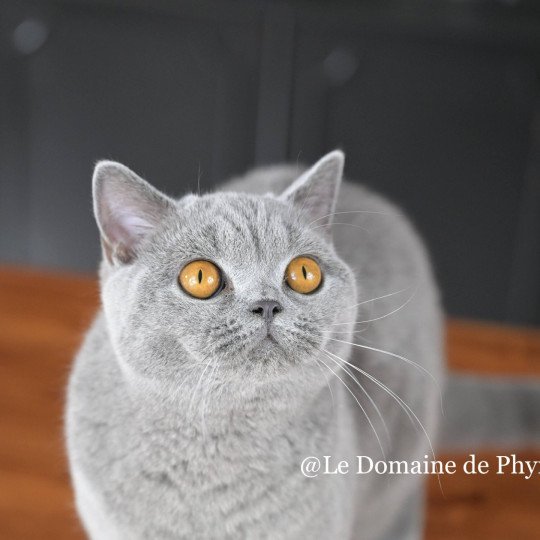 Rosalie Femelle British Shorthair