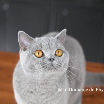 chat British Shorthair blue Rosalie Chatterie Le Domaine de Phyr