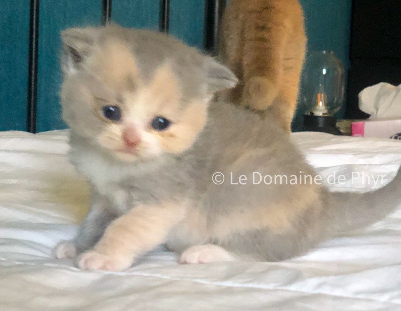 Agate Du Domaine de Phyr Femelle British Shorthair