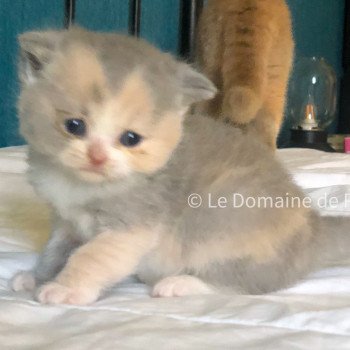 chaton British Shorthair blue tortie bicolor Tortie Chatterie Le Domaine de Phyr