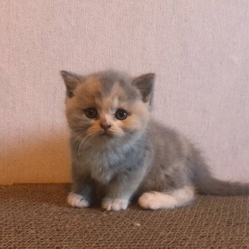 chaton British Shorthair blue tortie bicolor Agate Chatterie Le Domaine de Phyr